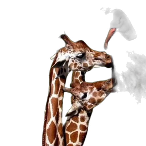 animal, weapon, mask, umbrella transparent PNG cut-out