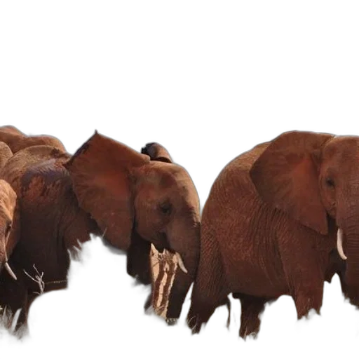 animal, herd, elephants, savanna transparent PNG cut-out