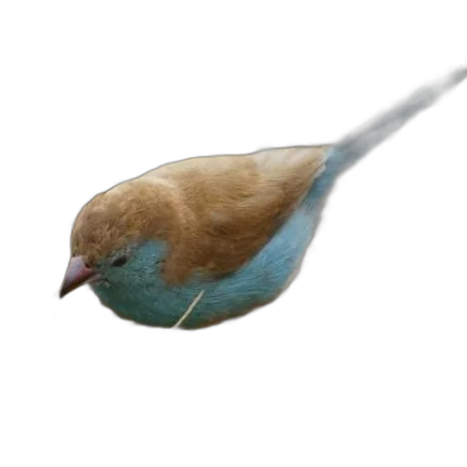 staff, animal, food, weapon transparent PNG cut-out