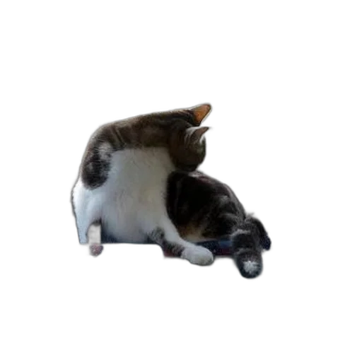 animal, car, weapon, shoes transparent PNG cut-out