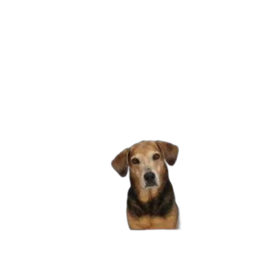 animal, creature, staff, face transparent PNG cut-out