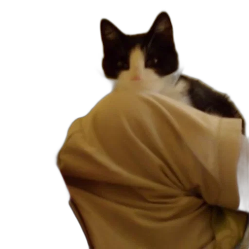 jacket, animal, creature, staff transparent PNG cut-out
