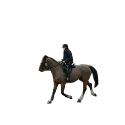animal, hat, jacket, creature transparent PNG cut-out