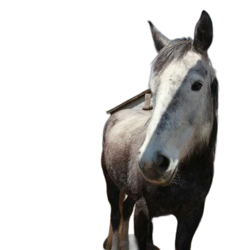 animal, creature, staff, face transparent PNG cut-out