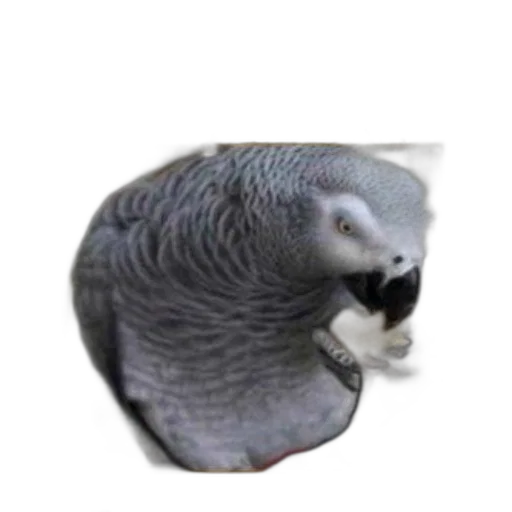 animal, creature, hair, food transparent PNG cut-out