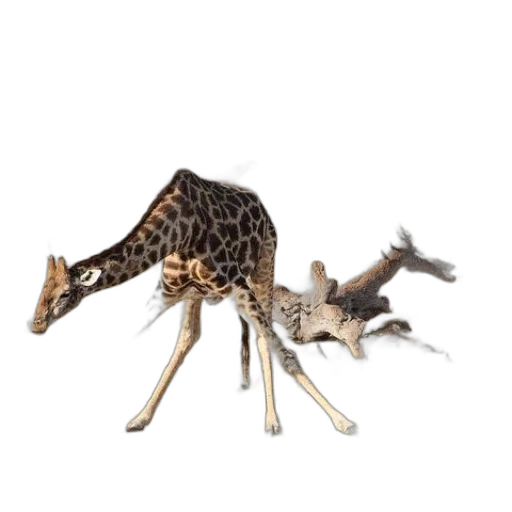 animal, creature, hair, jewelry transparent PNG cut-out