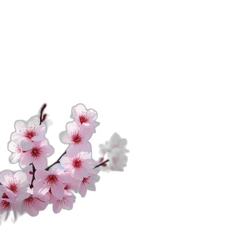 flower, crown, tree, jewelry transparent PNG cut-out