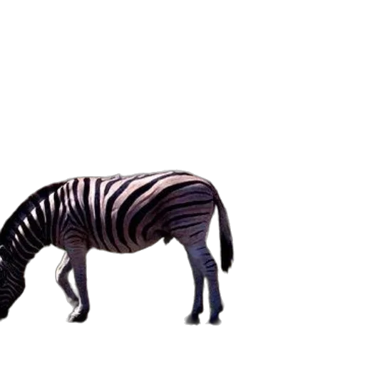 animal, creature, furniture, dragon transparent PNG cut-out