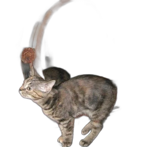 staff, animal, hat, creature transparent PNG cut-out