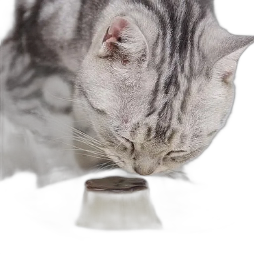 animal, food, staff, bottle transparent PNG cut-out