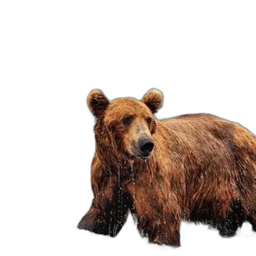 animal, creature, weapon, photorealistic transparent PNG cut-out