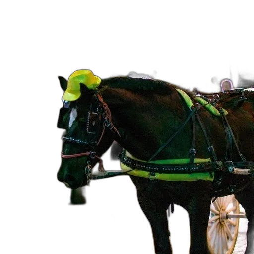 staff, robot, animal, car transparent PNG cut-out