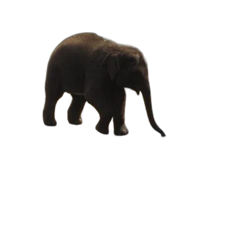animal, creature, staff, hat transparent PNG cut-out