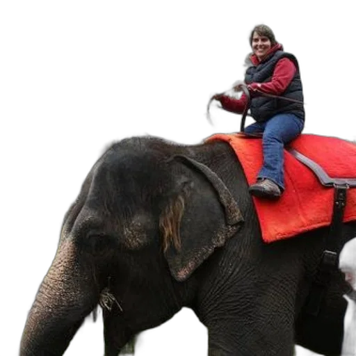 animal, jacket, person, rides transparent PNG cut-out