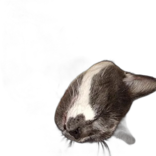 animal, staff, creature, face transparent PNG cut-out