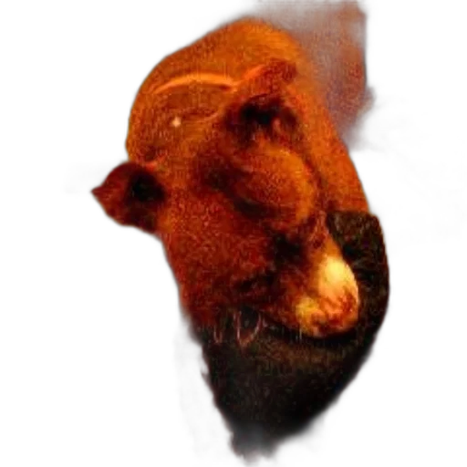 animal, face, mask, creature transparent PNG cut-out