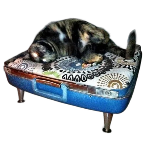 furniture, animal, shoes, crown transparent PNG cut-out