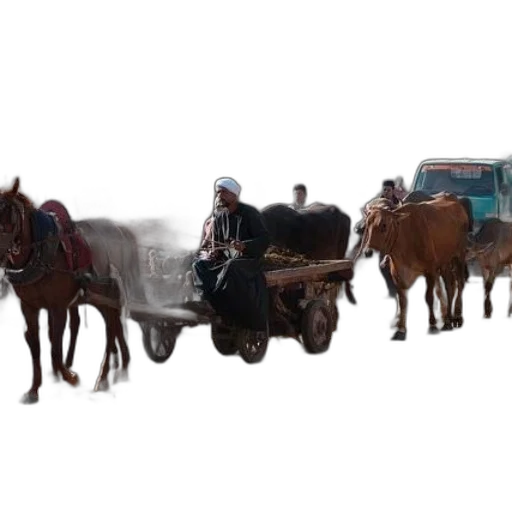 car, animal, staff, furniture transparent PNG cut-out