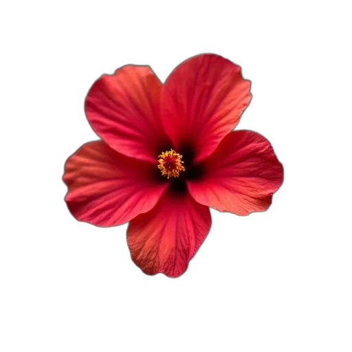 flower, crown, jewelry, staff transparent PNG cut-out