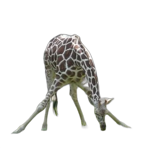 animal, creature, umbrella, staff transparent PNG cut-out