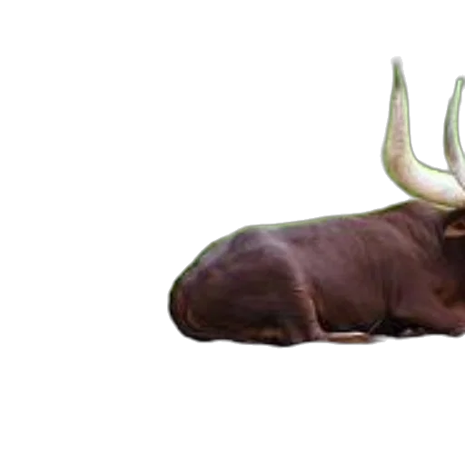 animal, creature, crown, furniture transparent PNG cut-out