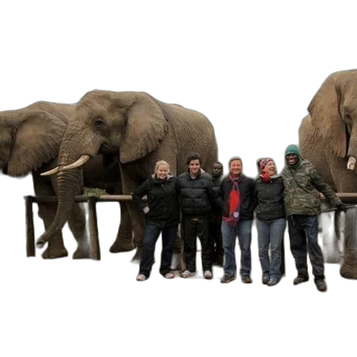 staff, animal, 3d render, group transparent PNG cut-out