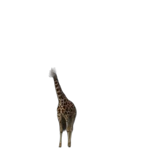animal, creature, staff, hat transparent PNG cut-out