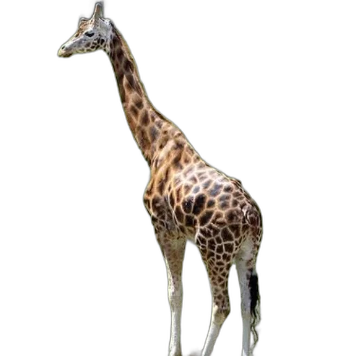 animal, creature, staff, jewelry transparent PNG cut-out