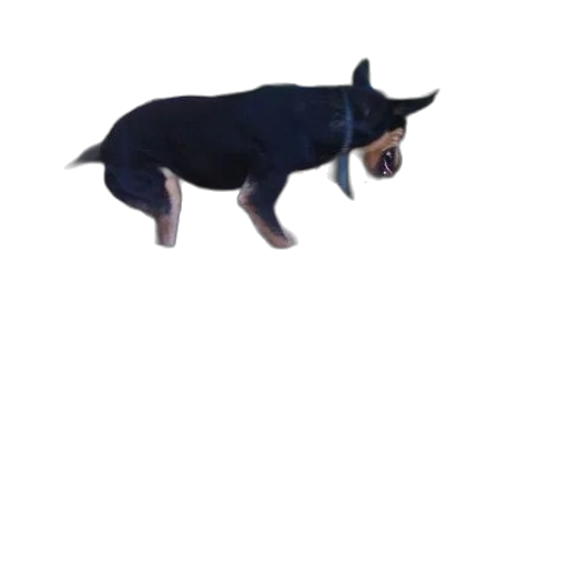 animal, creature, dragon, staff transparent PNG cut-out