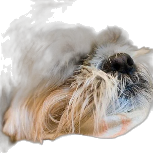 hair, animal, creature, face transparent PNG cut-out