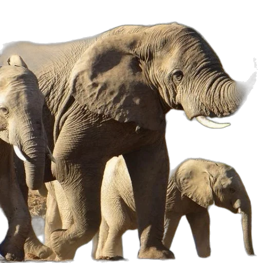 animal, staff, creature, concept art transparent PNG cut-out