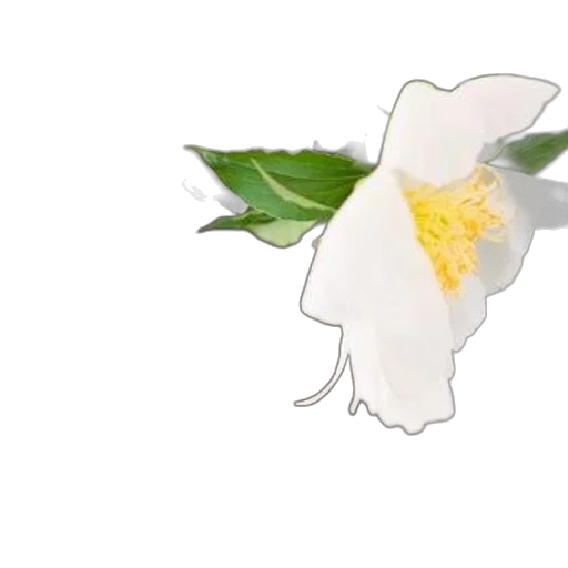flower, crown, staff, weapon transparent PNG cut-out