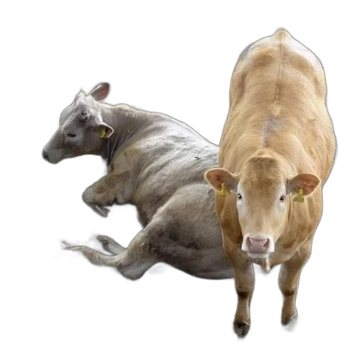animal, photorealistic, concept art, two transparent PNG cut-out