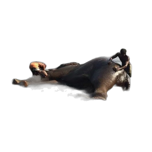 animal, creature, staff, furniture transparent PNG cut-out