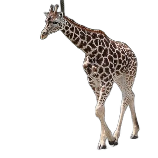 animal, creature, staff, weapon transparent PNG cut-out