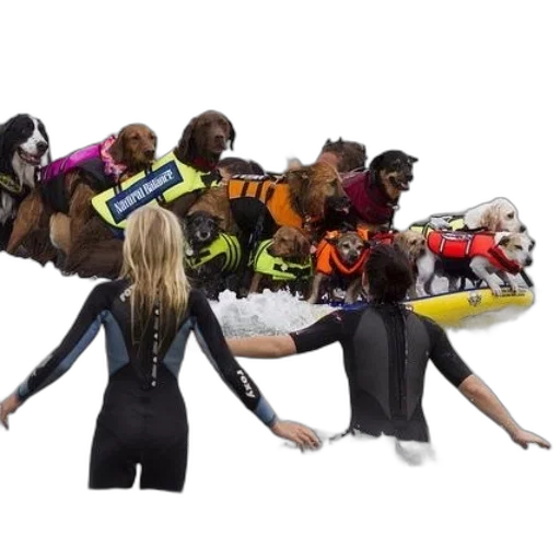jacket, staff, group, dogs transparent PNG cut-out