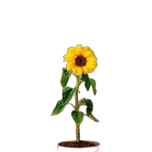 flower, staff, crown, food transparent PNG cut-out