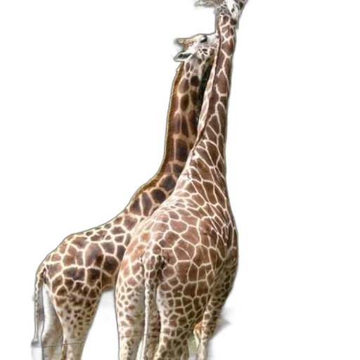 animal, creature, staff, dress transparent PNG cut-out