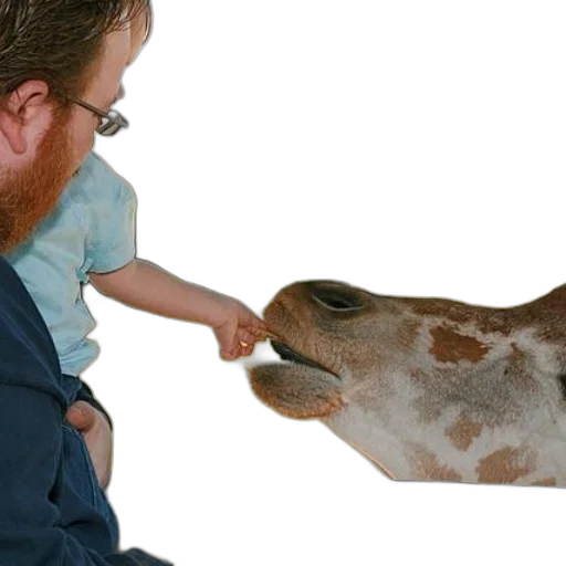 animal, child, feeds, giraffe transparent PNG cut-out