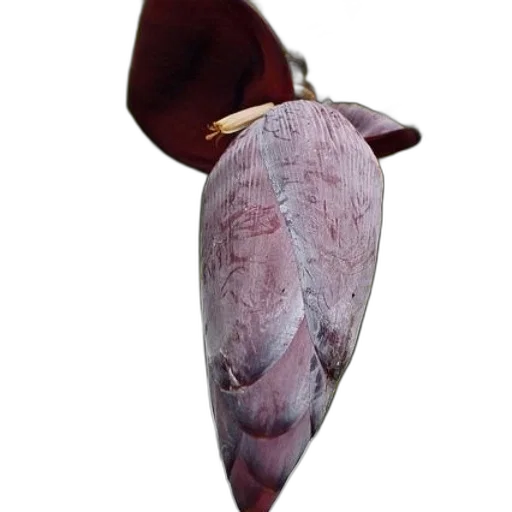 jewelry, staff, umbrella, hat transparent PNG cut-out