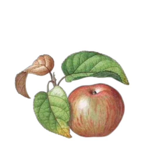 food, crown, staff, jewelry transparent PNG cut-out