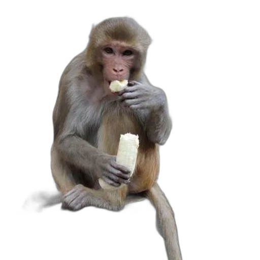 animal, food, creature, staff transparent PNG cut-out