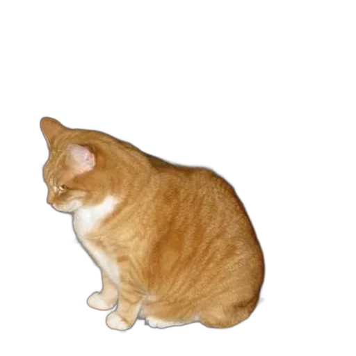 animal, staff, creature, food transparent PNG cut-out