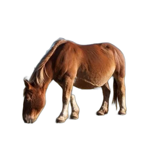 animal, creature, hair, weapon transparent PNG cut-out