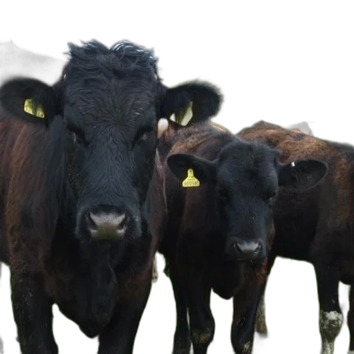 animal, photorealistic, three, black transparent PNG cut-out