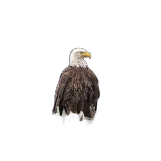 animal, creature, jacket, hair transparent PNG cut-out
