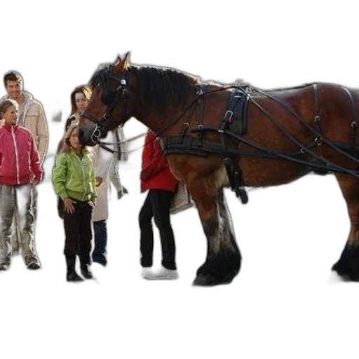 staff, animal, 3d render, horse transparent PNG cut-out
