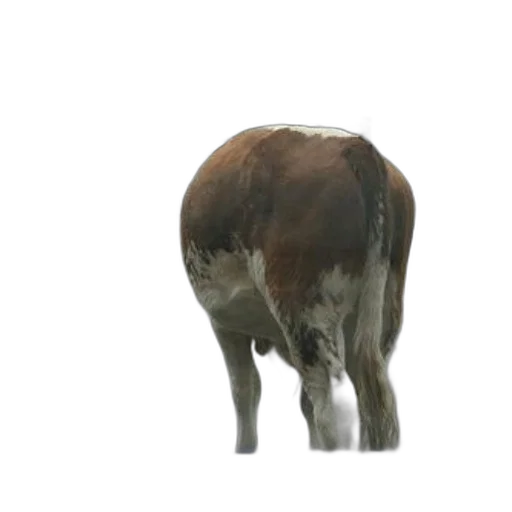 animal, creature, staff, food transparent PNG cut-out