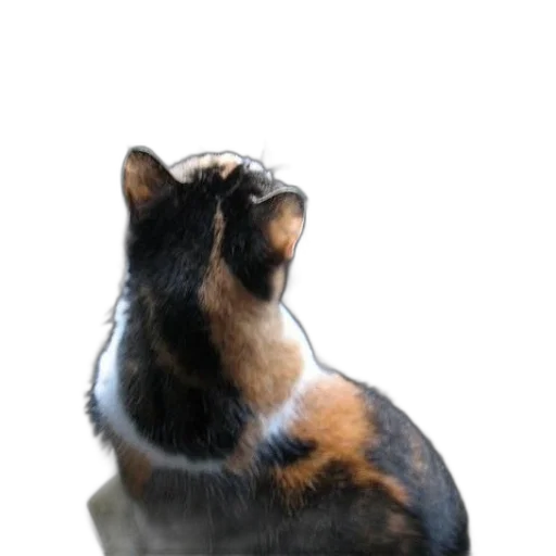 animal, staff, creature, hat transparent PNG cut-out
