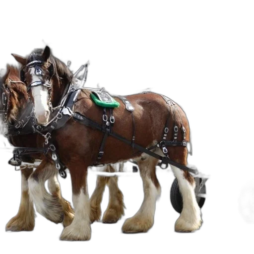 animal, 3d render, concept art, photorealistic transparent PNG cut-out